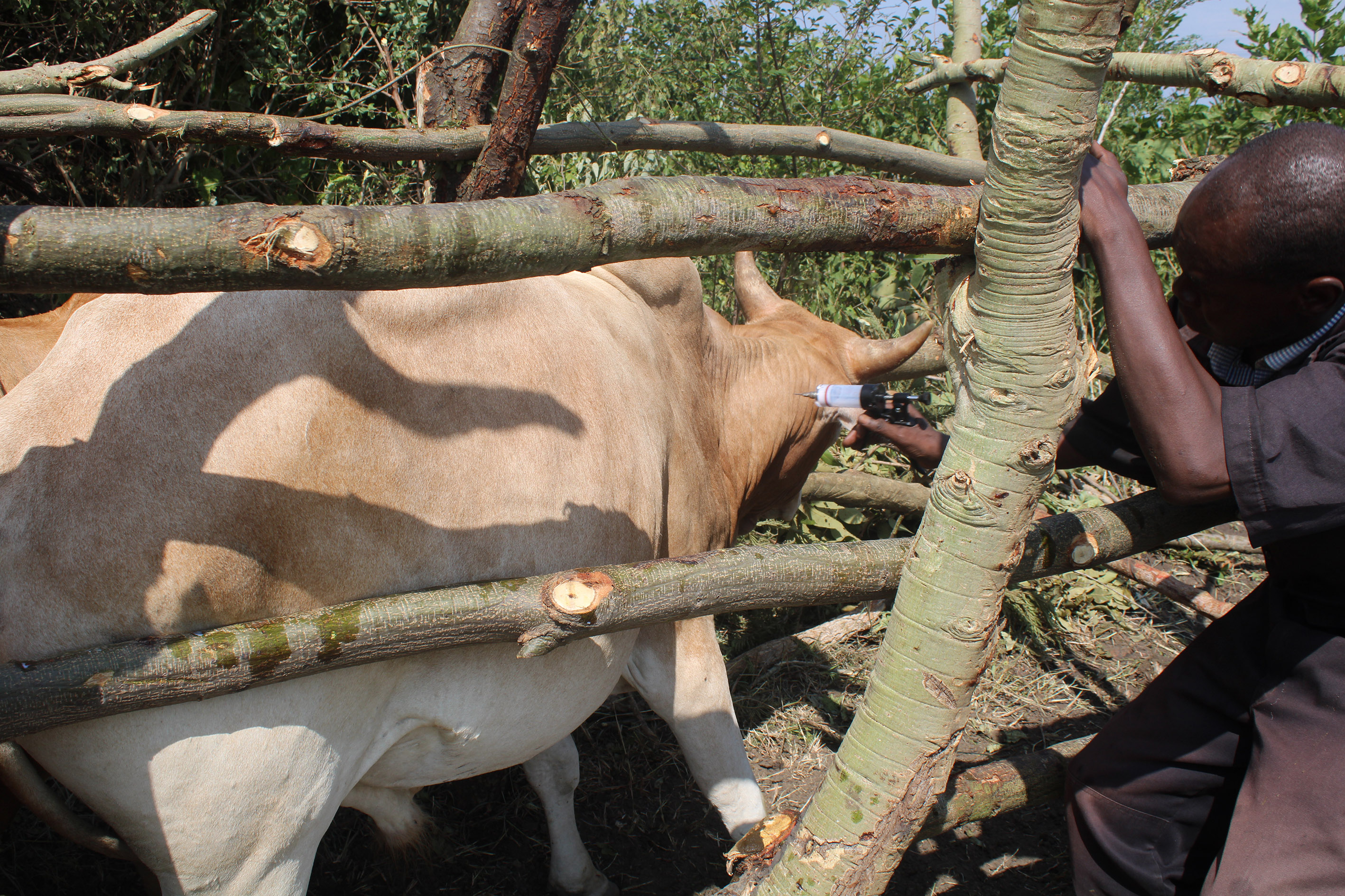 Doctor Omayo Charles vaccinating a cow in a temporal cattle crush in Akoromit Sub County recently Doctor Omayo Charles vaccinating a cow in a temporal cattle crush in Akoromit Sub County recently