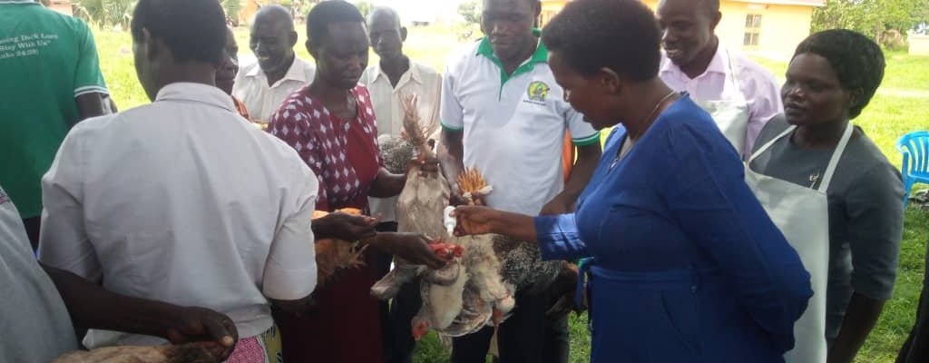 Kapelebyong launches paultry vaccination drive to boost economic transformation 